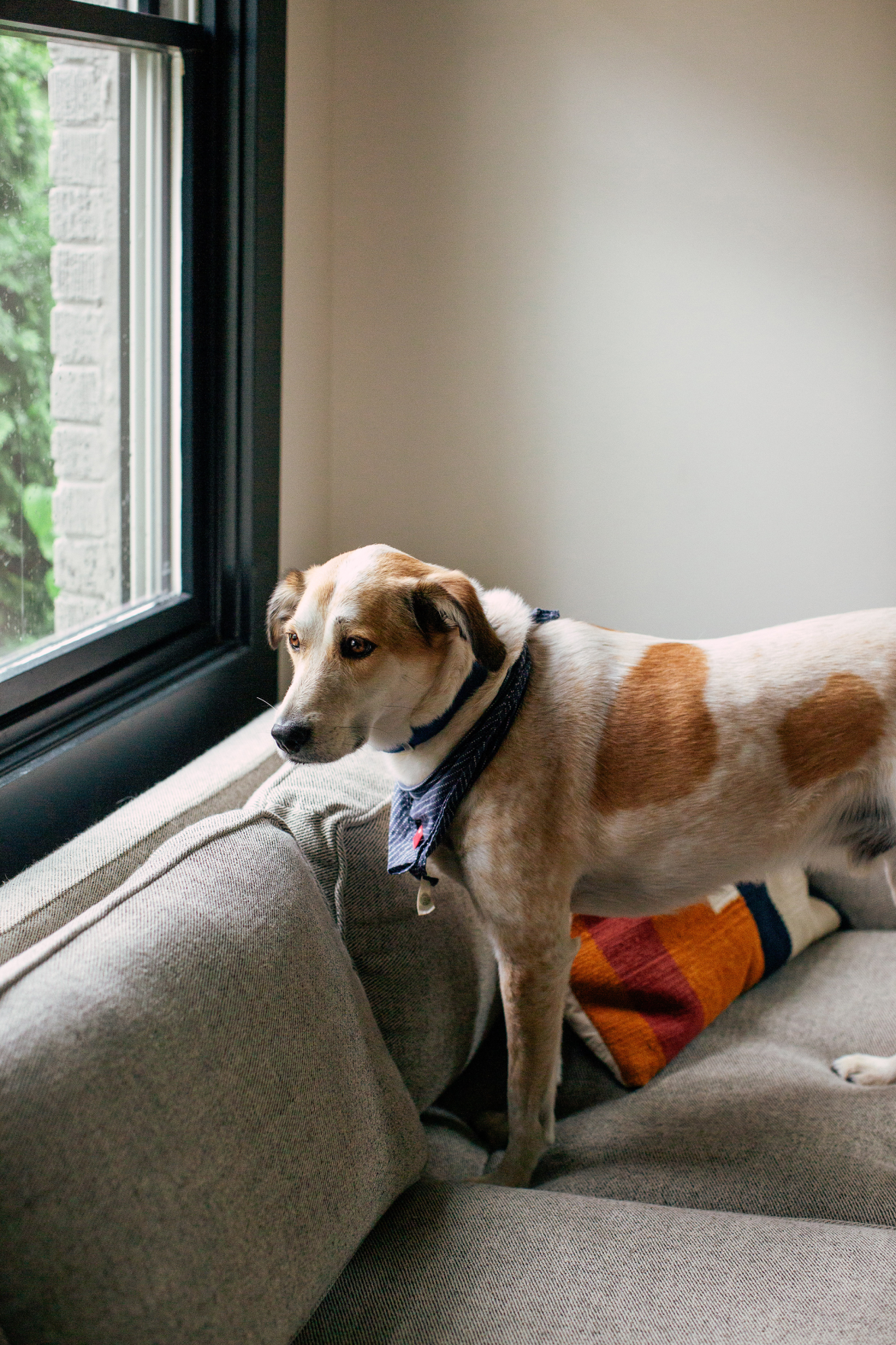 The Pet Issue 2021: Who Let the Dogs Pout?